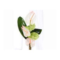 Amazing Anthurium