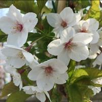 Amanogawa Flowering Cherry Tree Gift