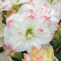 Amaryllis \'Amadeus\' - Gift - 1 Amaryllis \'Amadeus\' bulb