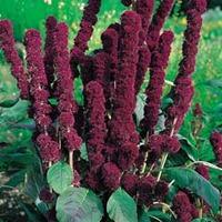 Amaranthus caudatus \'Fat Spike\' - 1 packet (100 amaranthus seeds)