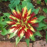 amaranthus tricolor josephs coat 1 packet 100 amaranthus seeds