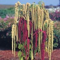 Amaranthus caudatus \'Pony Tails Mixed\' - 1 packet (1000 amaranthus seeds)