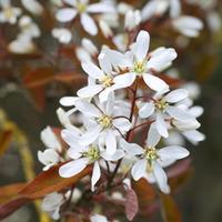 Amelanchier lamarckii (Large Plant) - 1 x 3.5 litre potted amelanchier plant