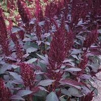 Amaranthus paniculatus \'Marvel Bronze\' - 1 packet (500 seeds)