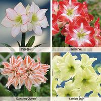 Amaryllis Collection - 4 amaryllis bulbs - 1 of each variety