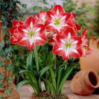 Amaryllis \'Minerva\' - 1 amaryllis bulb