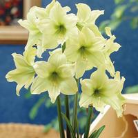 Amaryllis \'Lemon Star\' - 1 amaryllis bulb