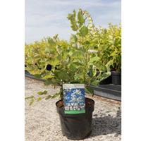 Amelanchier x grandiflora \'Princess Diana\' (Large Plant) - 2 x 3.6 litre potted amelanchier plants
