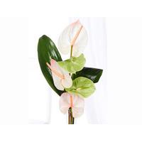 Amazing Anthurium