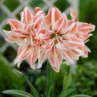 Amaryllis \'Dancing Queen\' - 1 amaryllis bulb