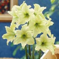 Amaryllis \'Lemon Star\' - 1 amaryllis bulb