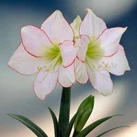 Amaryllis \'Picotee\' - 1 amaryllis bulb