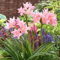Amarcrinum memoria-corsii \'Howardii\' - 1 amarcrinum bulb