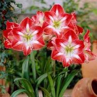 Amaryllis \'Minerva\' - 1 amaryllis bulb