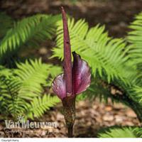 Amorphophallus rivieri - 1 amorp...