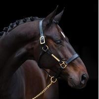 Amigo Padded Leather Headcollar