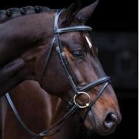 Amigo Deluxe Bridle