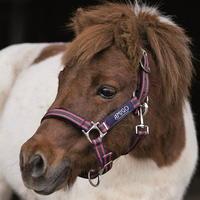 amigo horse headcollar