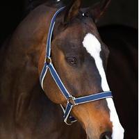 Amigo Headcollar