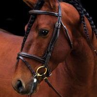 Amigo Deluxe Bridle