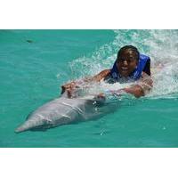 anguilla dolphin swim