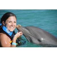 Anguilla Dolphin Encounter