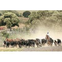 andalusia horses show and visit to medina sidonia from cdiz