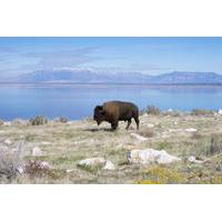 Antelope Island Tour