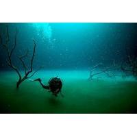 Angelita and Casa Cenotes Diving Tour from Playa del Carmen