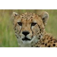 ann van dyk cheetah centre tour from johannesburg or pretoria