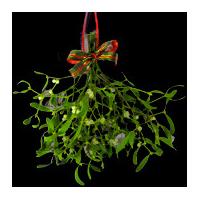 an extra large bunch of berried mistletoe with a bow