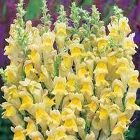 antirrhinum braun blanquetii 1 packet 100 antirrhinum seeds