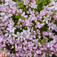 Anagallis tenella (Marginal Aquatic) - 1 x 1 litre potted anagallis plant