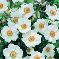 Anemone x hybrida \'Honorine Jobert\' (Large Plant) - 2 x 2 litre potted anemone plants