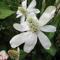 Anemopsis californica (Marginal Aquatic) - 3 x 1 litre potted anemopsis plants