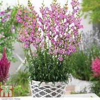 Antirrhinum \'Pretty in Pink\' - 3 antirrhinum jumbo plug plants