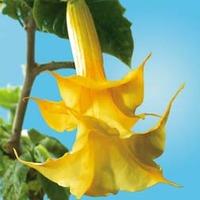 angels trumpets fragrant yellow 1 x 9cm potted plant