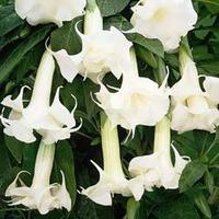 angels trumpets fragrant white 1 x 9cm potted plant