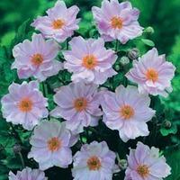 anemone hybrida queen charlotte 3 anemone jumbo plug plants