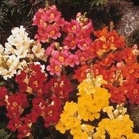 Antirrhinum nanum \'Dwarf Bedding Mixed\' - 1 packet (3000 antirrhinum seeds)