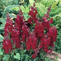 antirrhinum nanum black prince 1 packet 750 antirrhinum seeds