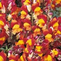 Antirrhinum majus nanum \'Rembrandt\' - 1 packet (200 antirrhinum seeds)