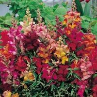 Antirrhinum nanum \'Frosted Flames\' - 1 packet (60 antirrhinum seeds)