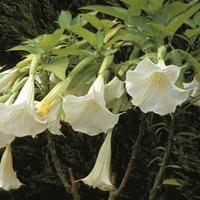 Angels\' Trumpets - 1 packet (15 angels\' trumpet seeds)