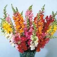 antirrhinum axiom series mixed f1 hybrid 1 packet 30 antirrhinum seeds