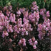 antirrhinum majus bronze dragon 1 packet 100 antirrhinum seeds