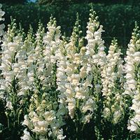 Antirrhinum majus \'Royal Bride\' - 1 packet (500 antirrhinum seeds)