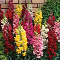 Antirrhinum \'Autumn Dragons Mixed\' (Garden Ready) - 30 antirrhinum garden ready plants