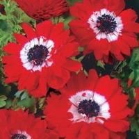 Anemone coronaria \'The Governor\' - 100 anemone corms