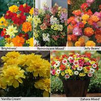 Annual Flower Border Seed Collection (Short) - 5 varieties - 1 packet of each (340 seeds in total)